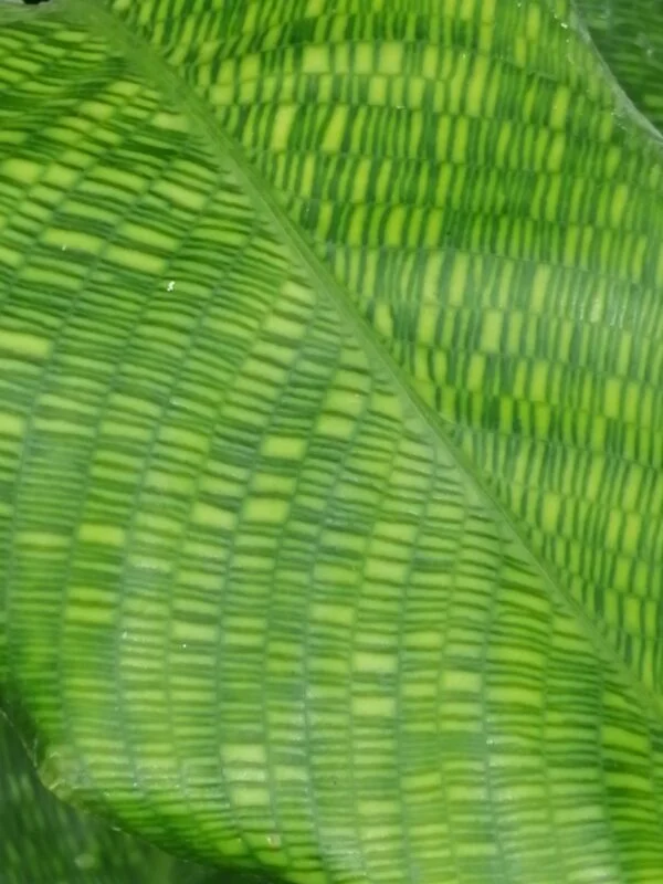 Calathea Network, the Zebra plant, pianta da interno