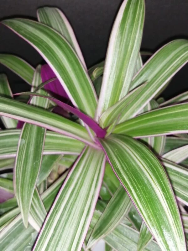 Tradescantia spathacea Dwarf Sitara Tricolor, foto 2