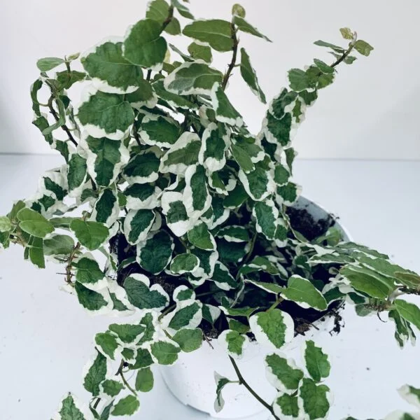 Begonia melanobullata, foto 4