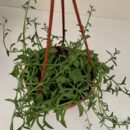 Senecio peregrinus String of Dolphins