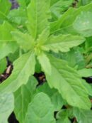 Epazote, Dysphania ambrosioides