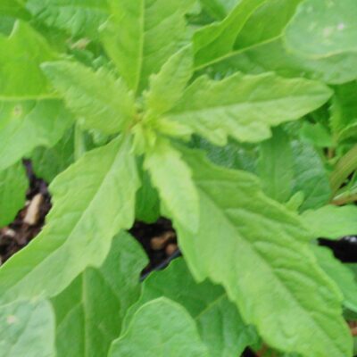 Epazote, Dysphania ambrosioides