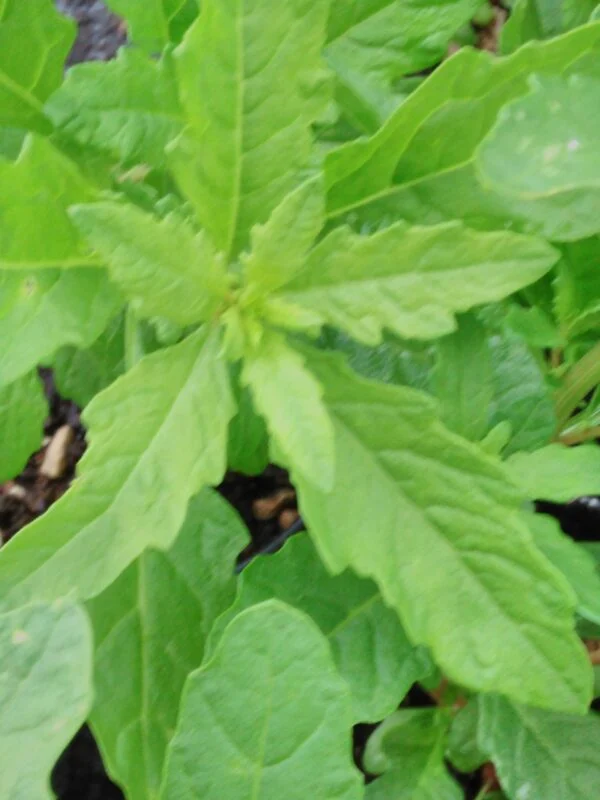 Epazote, Dysphania ambrosioides, pianta per orto e cucina