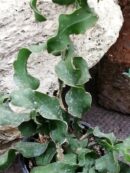 Epiphyllum guatemalense monstruosa