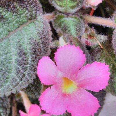 Episcia cupreata Pink Panther