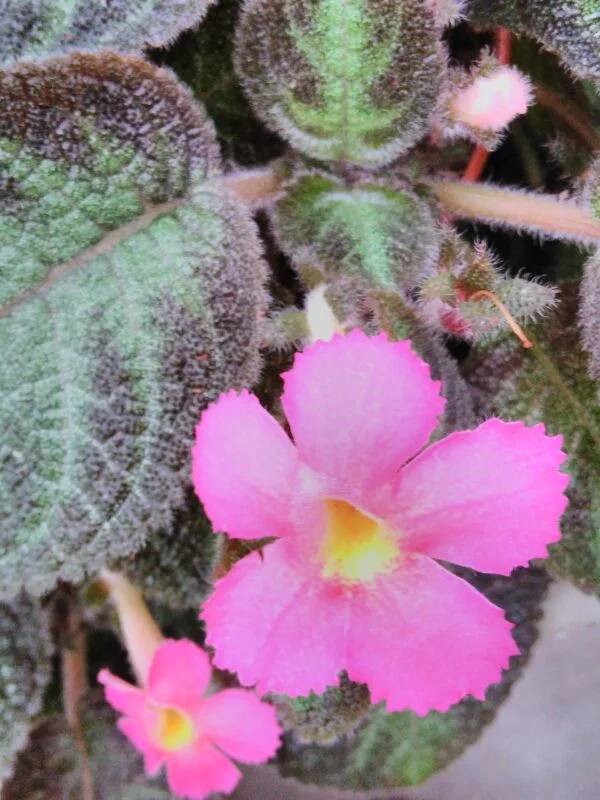 Episcia cupreata Pink Panther, pianta da interno