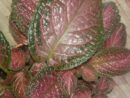 Episcia 'Strawberry Patch'