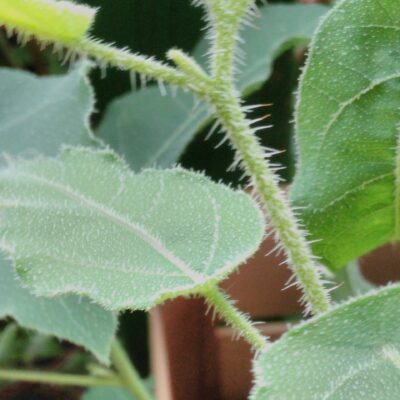 Eucalypto 'Lemon Fresh'