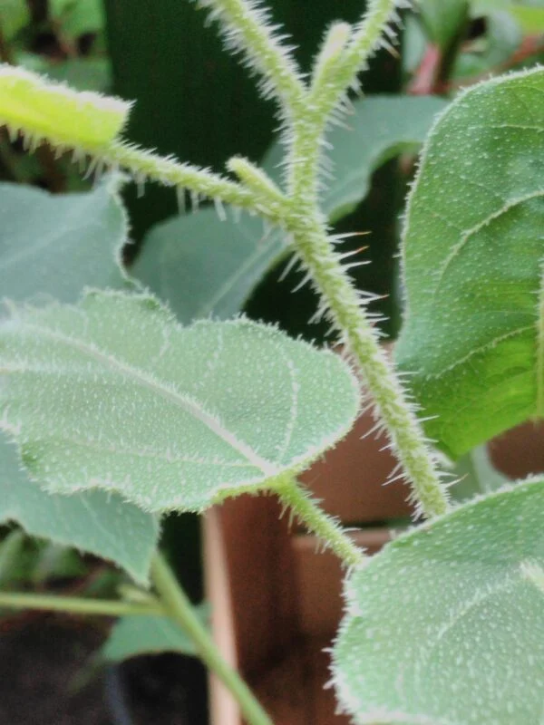 Eucalypto ‘Lemon Fresh’, pianta per orto e cucina