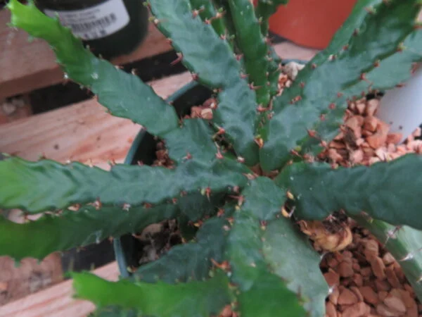 Euphorbia stellata, pianta da interno