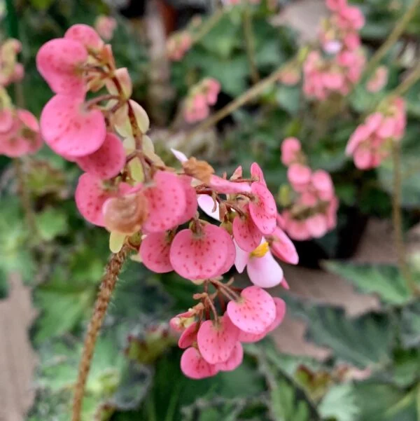 Begonia Fem, foto 2