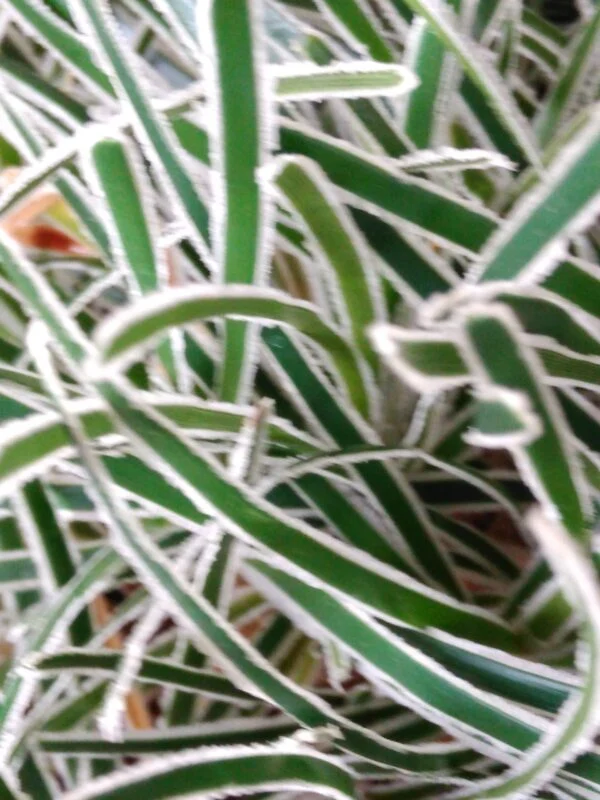 Ficinia truncata ‘Ice Crystal’, pianta da esterno