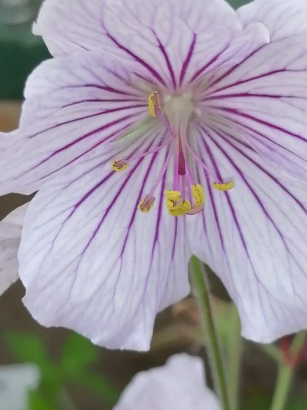 Geranium x magnificum Rosemoor, foto 11