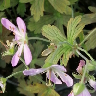 Geranium maculatum Espresso