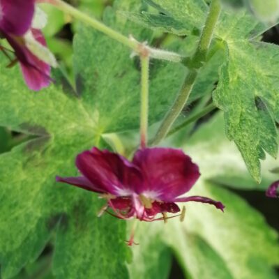 Geranium phaeum Raven