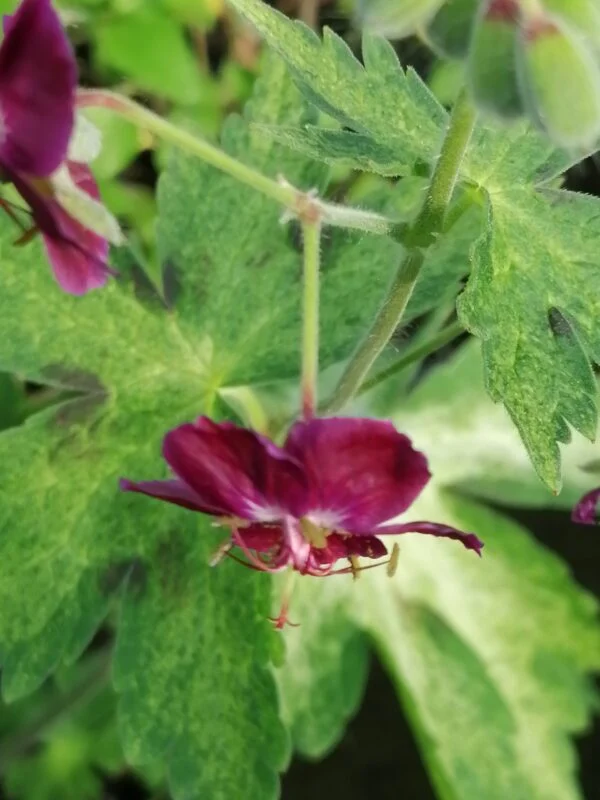 Geranium phaeum Raven, pianta da esterno