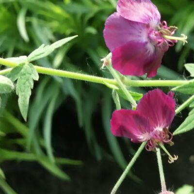 Geranium phaeum Samobor