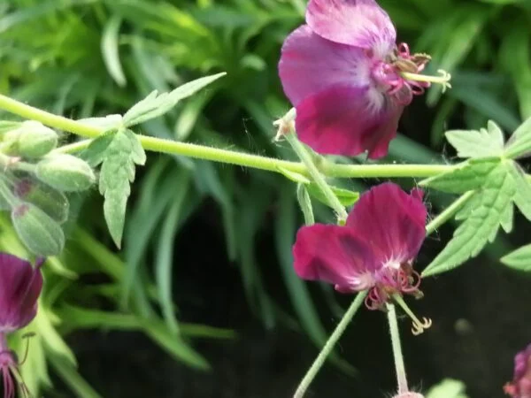 Geranium phaeum Samobor, pianta da esterno
