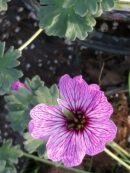 Geranium cinereum Ballerina
