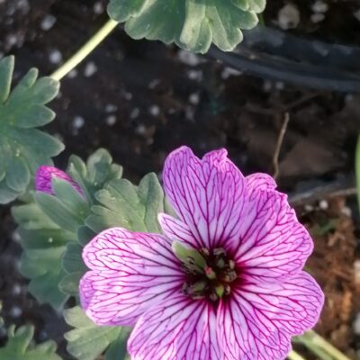 Geranium cinereum Ballerina