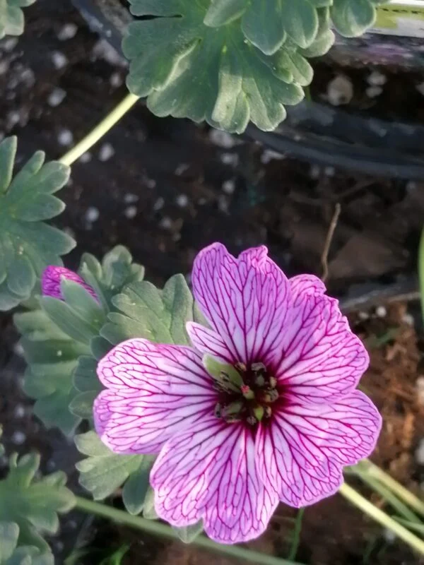 Geranium cinereum Ballerina, pianta da esterno