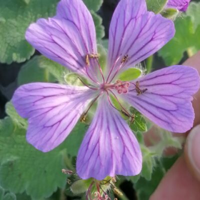 Geranium x magnificum Rosemoore