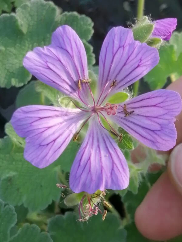 Geranium x magnificum Rosemoore, pianta da esterno