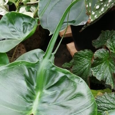 Alocasia macrorrhiza Stingray