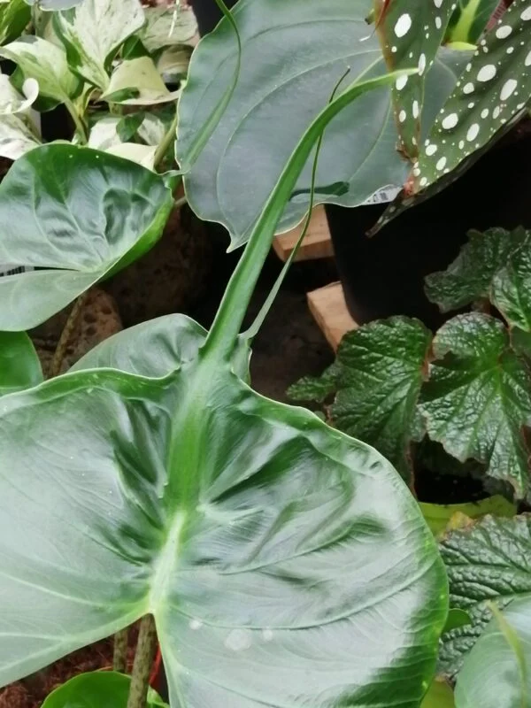 Alocasia macrorrhiza Stingray, pianta da interno