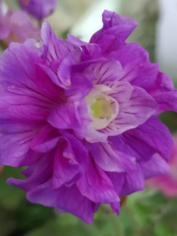 Geranium x magnificum Rosemoor, foto 3