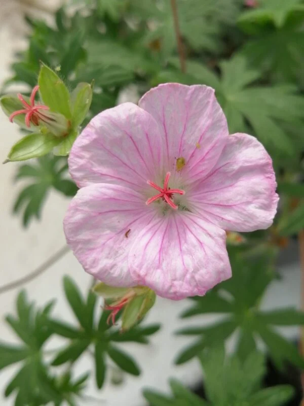 Geranium x magnificum Rosemoor, foto 5