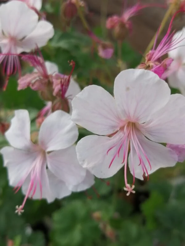 Geranium x magnificum Rosemoor, foto 6