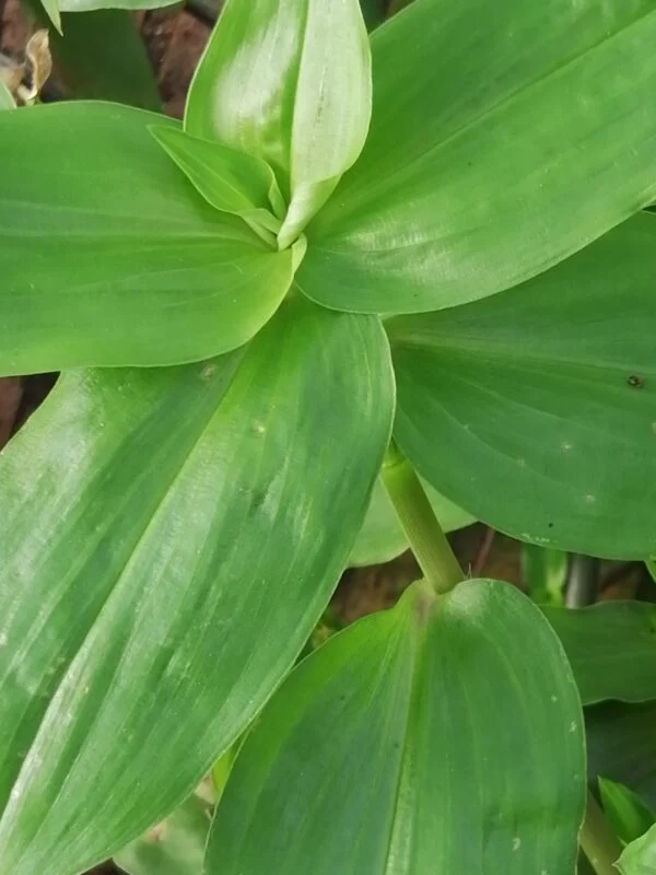 Gibasis geniculata, foto 4