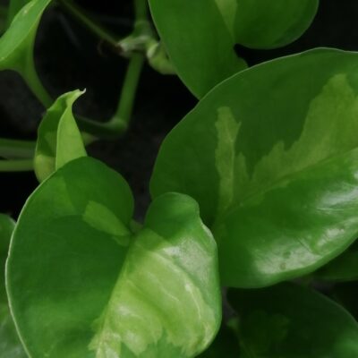 Scindapsus Global Green, Epipremnum, Potos Global Green