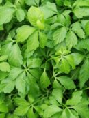 Gynostemma penthaphylla Jaogulan, Pianta dell'immortalità