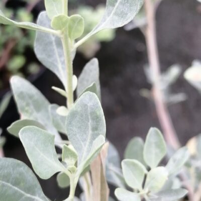 Atriplex halimus , Pianta del Sale