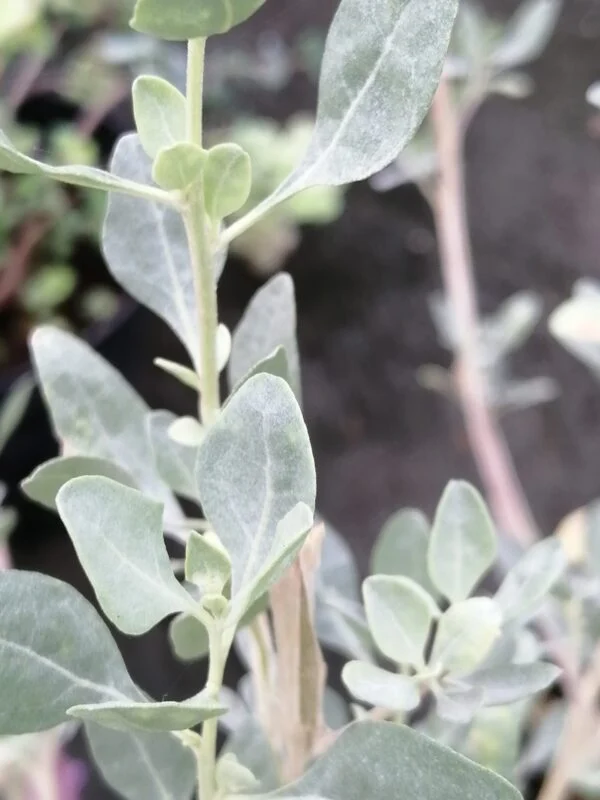 Atriplex halimus , Pianta del Sale, pianta per orto e cucina