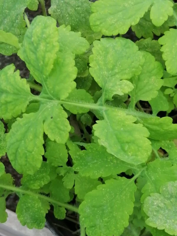 Chelidonium majus, pianta per orto e cucina
