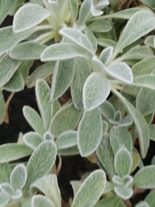 Sideritis syriaca, pianta per orto e cucina