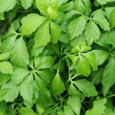 Gynostemma penthaphylla Jaogulan, Pianta dell'immortalità