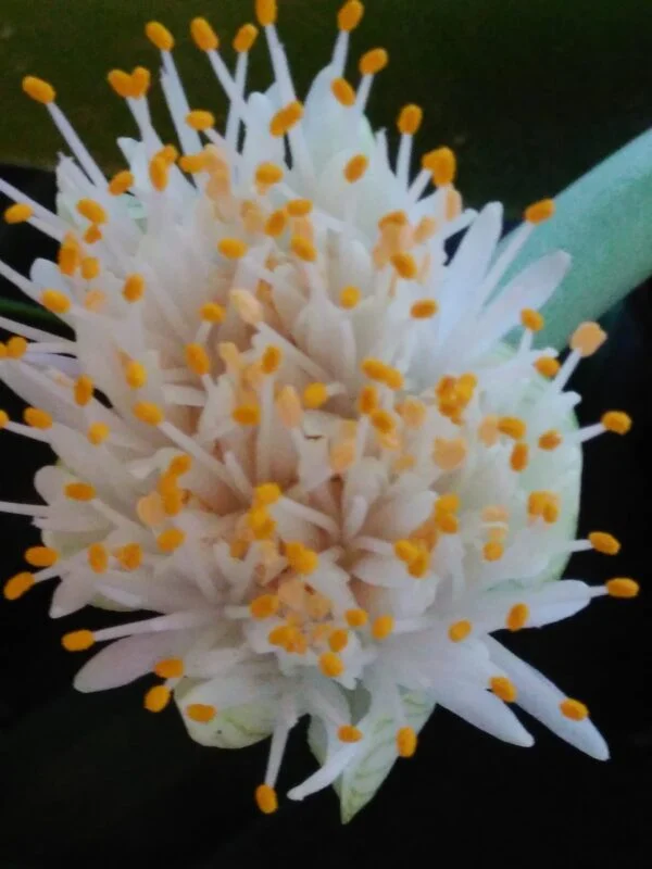 Haemanthus albiflos, pianta da interno
