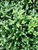 Haitiora salicornioides