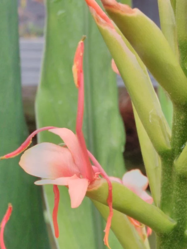 Hedychium angustifolium, foto 2