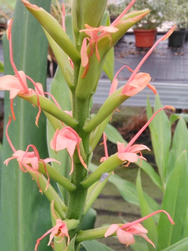 Hedychium angustifolium, pianta da esterno