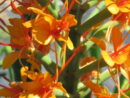 Hedychium coccineum