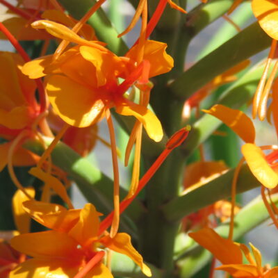 Hedychium coccineum