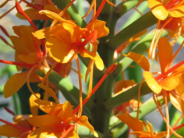 Hedychium coccineum, pianta da esterno