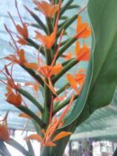 Hedychium coccineum 'Tara'