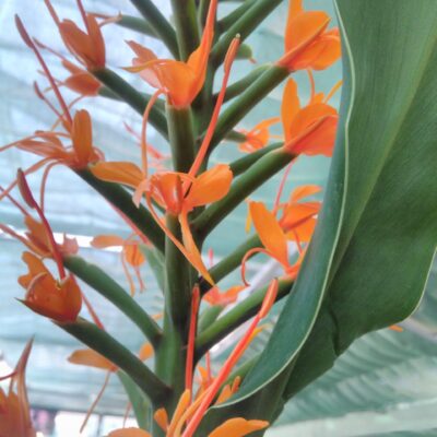 Hedychium coccineum 'Tara'