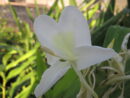 Hedychium coronarium